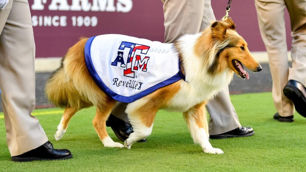 Texas A&M mascot Reveille X recovering after eye surgery following glaucoma diagnosis