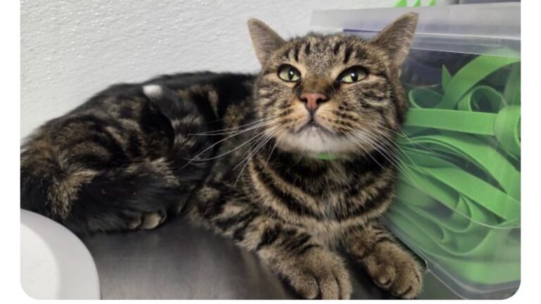 Fridge the Cat Survived 39 Days After Vanishing Near Great Sand Dunes National Park