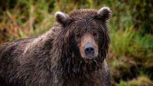 We Now Know What Happend During the Glacier Grizzly Bear Attack That Killed Anthony Pollio