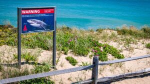 Sharks Sightings Are Up at Popular U.S. Beaches. How Concerned Should You Be?