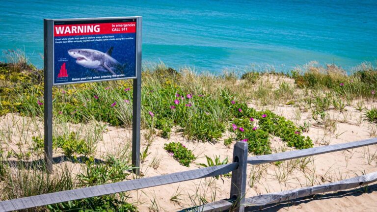 Sharks Sightings Are Up at Popular U.S. Beaches. How Concerned Should You Be?