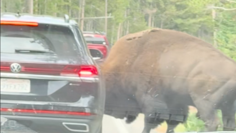 A Yellowstone Driver Tried to Pass a Bison. The Bull Attacked.