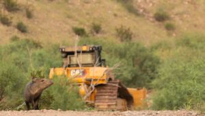 “Warfare on the People.” Big Bend Residents Fear the Border Wall Will Cut Off Public Lands.