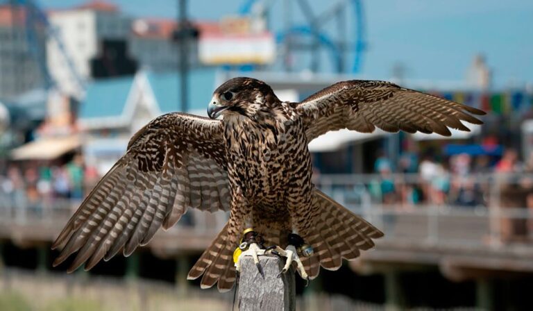 Seagulls Were Terrorizing Ocean City’s Beaches. The Town Fought Back With Birds of Prey.
