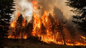 People Are Betting Millions on Active Wildfires. Now Congress Wants to Stop It.