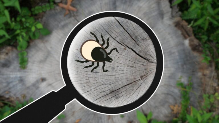 What Is Bourbon Virus? Here’s What to Know About This Rare Tickborne Illness.