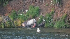 A Mysterious Silver Cub Just Debuted on the Katmai Bear Cam. Is It a Polar Bear Hybrid?