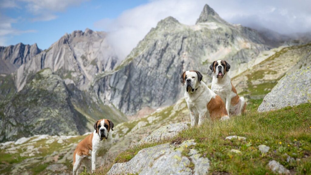 Hike Through the Swiss Alps With the World’s Most Famous Rescue Dogs