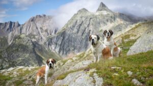 Hike Through the Swiss Alps With the World’s Most Famous Rescue Dogs