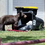 Colorado Bear Euthanized With Trash in Intestines as Food Scarcity Drives Record Conflict
