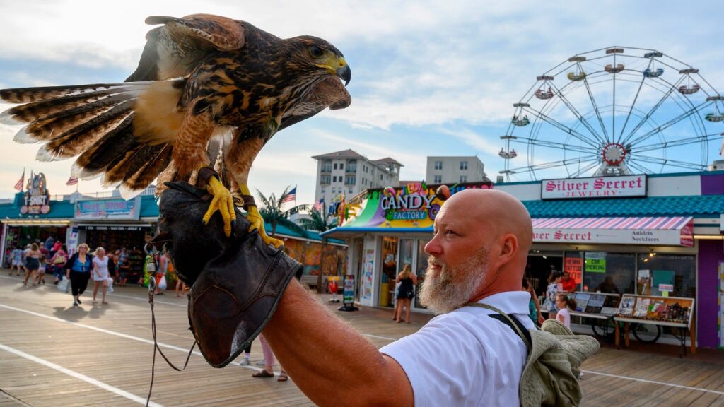 LISTEN: These Falcons Are Keeping the Beach Safe from Marauding Seagulls
