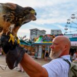 LISTEN: These Falcons Are Keeping the Beach Safe from Marauding Seagulls