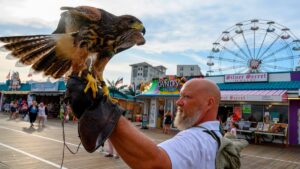 LISTEN: These Falcons Are Keeping the Beach Safe from Marauding Seagulls