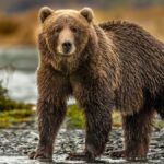 I Tracked the World’s Largest Bears in Alaska with the Indigenous Guides Who Know Them Best