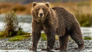 I Tracked the World’s Largest Bears in Alaska with the Indigenous Guides Who Know Them Best