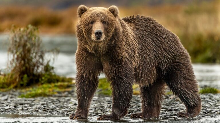 I Tracked the World’s Largest Bears in Alaska with the Indigenous Guides Who Know Them Best