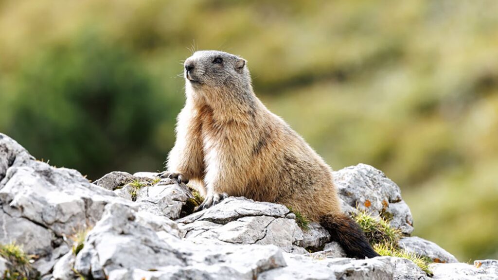 Marmots Are Having a Moment and I’m Here for It