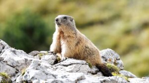 Marmots Are Having a Moment and I’m Here for It
