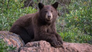 I Faced a Black Bear in My House During a Record Year for Encounters
