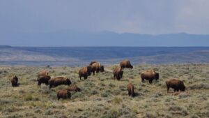 “Bison Belong on This Landscape.” Judge Blocks Federal Order to Remove 1,000 Animals in Montana