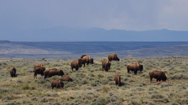 “Bison Belong on This Landscape.” Judge Blocks Federal Order to Remove 1,000 Animals in Montana