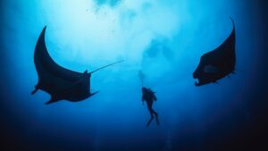 Diving with Giant Manta Rays in Mexico’s Remote Revillagigedo Islands