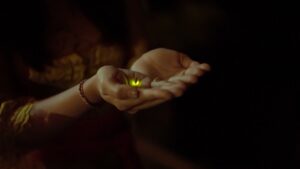 What the Decline in Firefly Populations Teaches Us About Sleep Loss and Human Lifespan, According to a Longevity Doctor