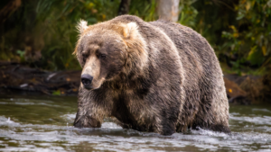 Fat Bear Week Is Almost Here. Take Our Quiz to Find Out Which Fat Bear You Are.