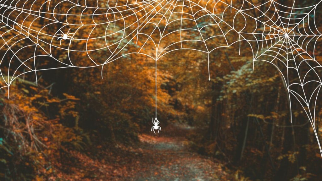 It’s Spider Season. Here’s What An Agricultural Biologist Wants Every Hiker to Know.