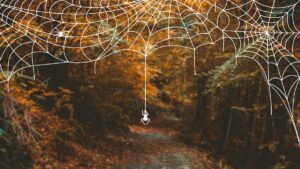 It’s Spider Season. Here’s What An Agricultural Biologist Wants Every Hiker to Know.