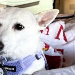 A Missing Dog Survived 34 Days in Yellowstone. Rescuers Just Saved Her.