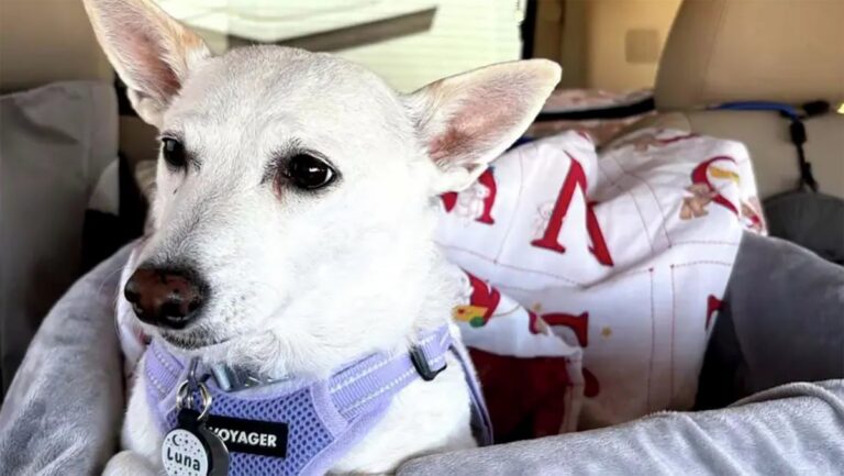 A Missing Dog Survived 34 Days in Yellowstone. Rescuers Just Saved Her.