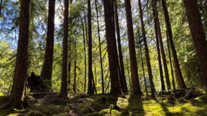 LISTEN: How Detectives Used Tree DNA To Catch Timber Thieves