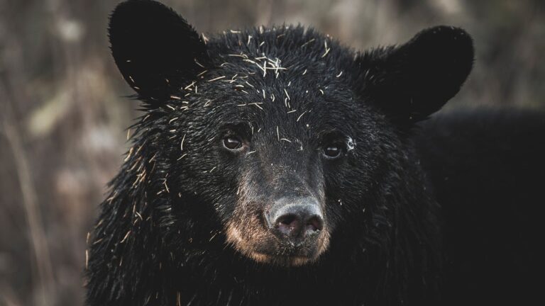 14 Bears Were Euthanized at One Montana Home. Wildlife Experts Explain What Went Wrong.