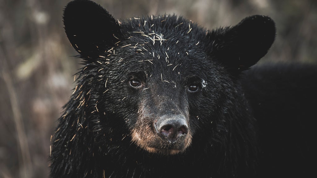 14 Bears Were Euthanized at One Montana Home. Wildlife Experts Explain What Went Wrong.