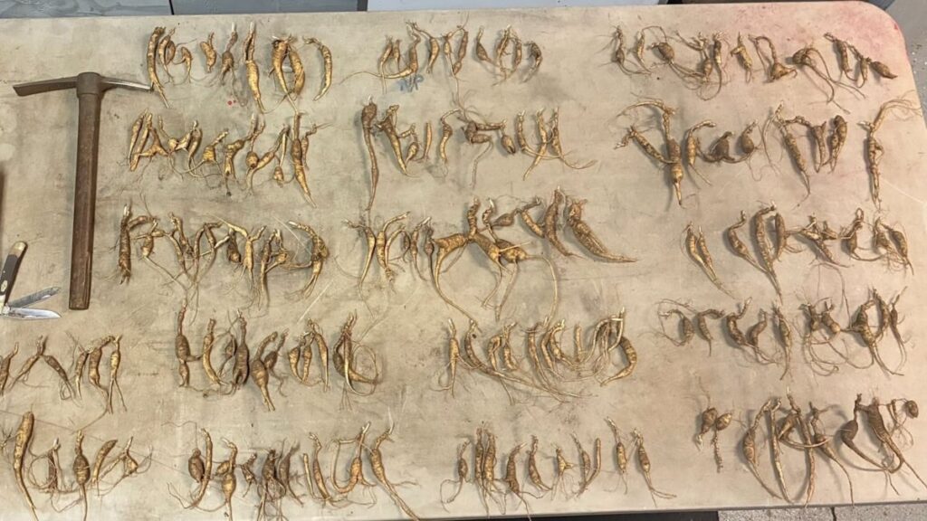 “Free Money Out in the Forest.” NPS Just Seized 700 Poached Ginseng Root in Great Smoky Mountains National Park.