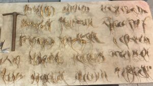 “Free Money Out in the Forest.” NPS Just Seized 700 Poached Ginseng Root in Great Smoky Mountains National Park.